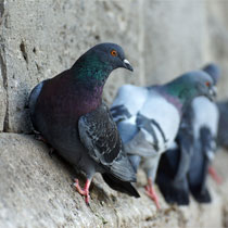 Piccioni